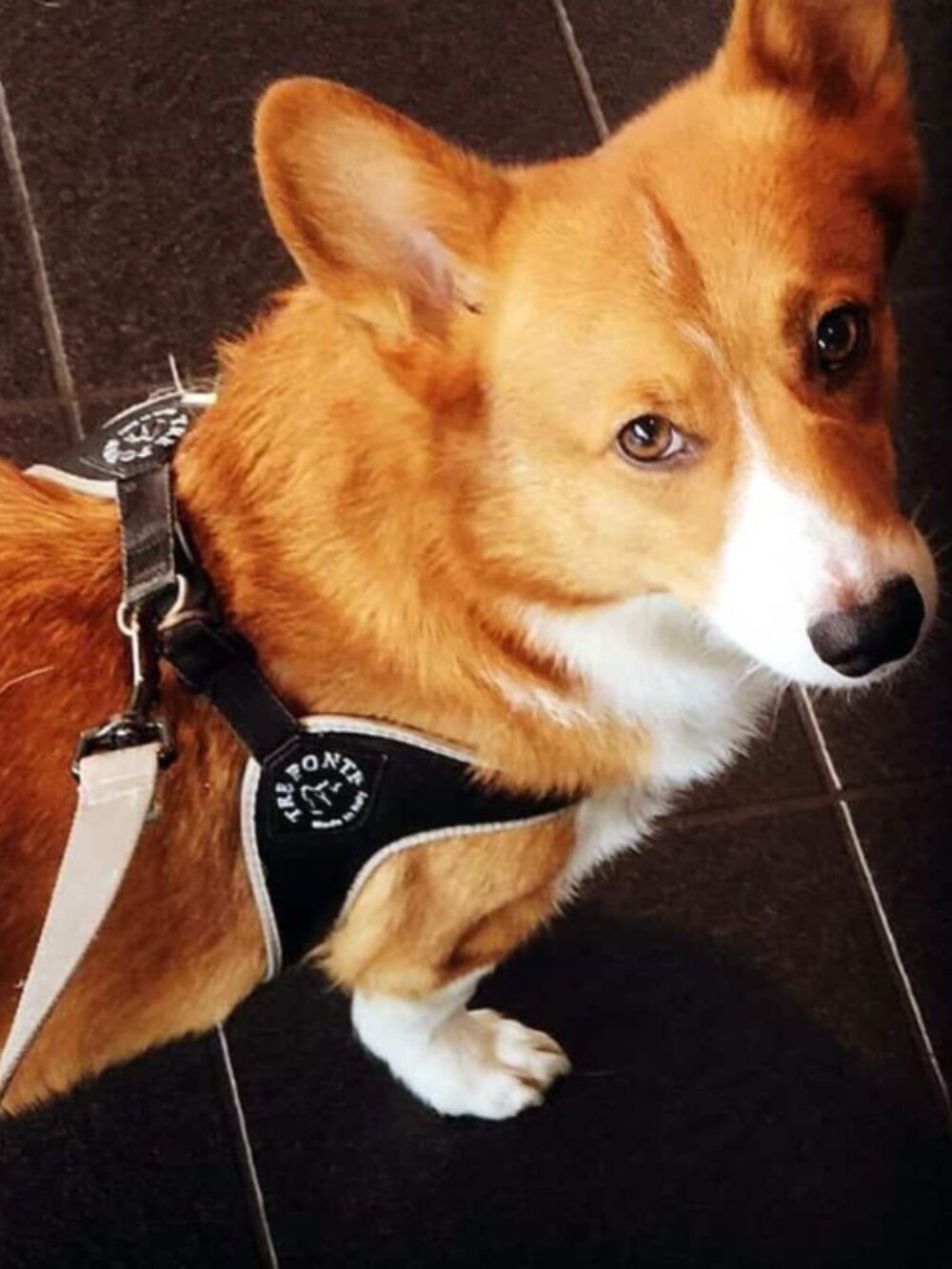 Tre Ponti Italian made Dog Harness (2)